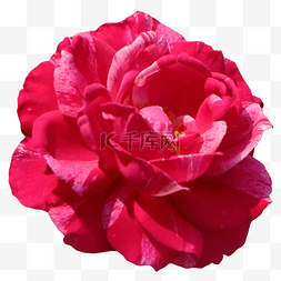 红色双喜字素材图片_一朵红色花