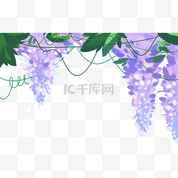 紫藤花绿叶