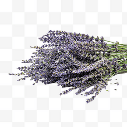 紫色薰衣草花卉