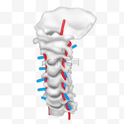 颈椎图片_人体骨骼颈椎