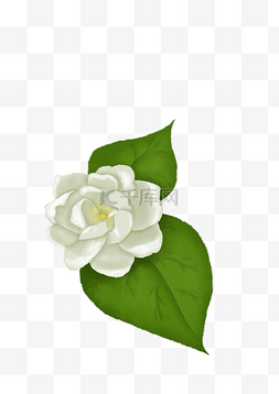 一朵白色茉莉花