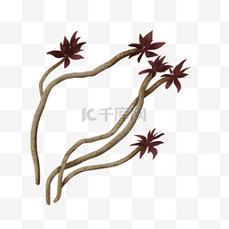 褐色藤蔓图片_顶端长深色叶子的多肉植物