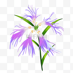 紫色美丽石竹