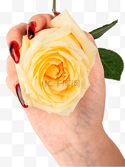 玫瑰女神节图片_女神节手持黄玫瑰