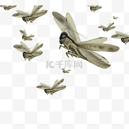 节肢动物素材图片_飞行的蝗虫