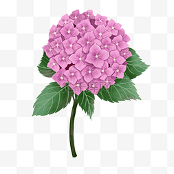 装饰植物花卉图片_手绘风格盛开的绣球花