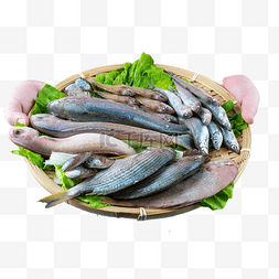 海鲜水产鱼类