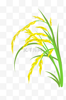 粮食水稻图片_农作物水稻粮食