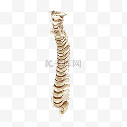 脊椎骨骼图片_骨骼脊椎