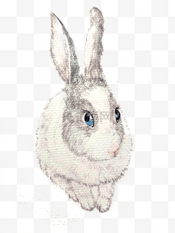 彩手绘兔子插画