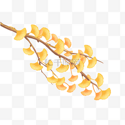 黄色银杏树叶