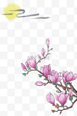 粉红色木兰花