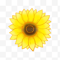 黄色鲜艳的向日葵一朵大花实物