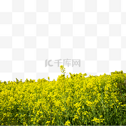 黄色自然图片_一大片的油菜花田