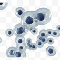 细胞核结构图片_细胞分裂3d元素