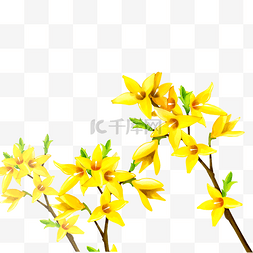 黄色的花朵植物装饰