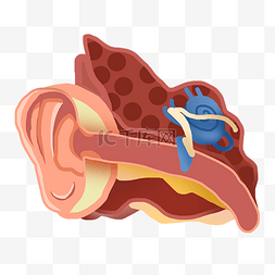 听觉传道路图片_耳朵耳蜗结构