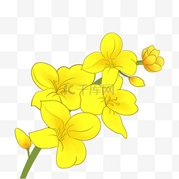 盛开的花朵图片_盛开的油菜花插画