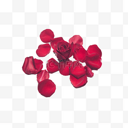 典雅红色花图片_绚丽多彩的玫瑰花瓣