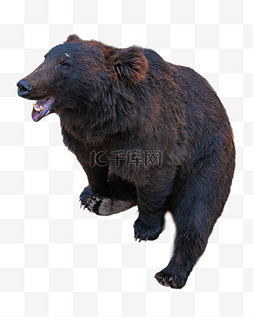 野生黑熊图片_黑色动物黑熊