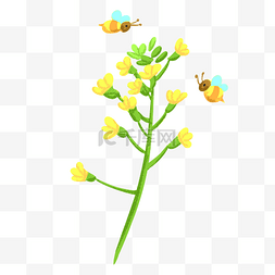 油菜蜜蜂图片_两只小蜜蜂菜花蜜