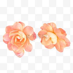 橙色玫瑰月季植物