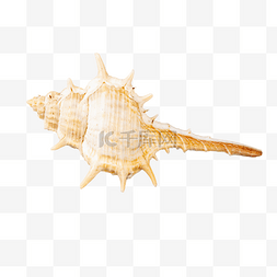 海洋白色海螺