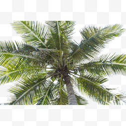 椰子树树木图片_一颗椰子树