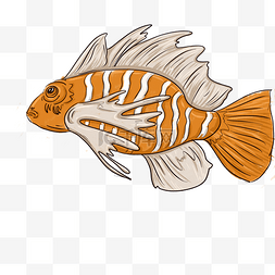 可爱橘色图片_橘鱼动物卡通插画