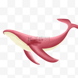 手绘海豚插画图片_粉色漂亮的海豚