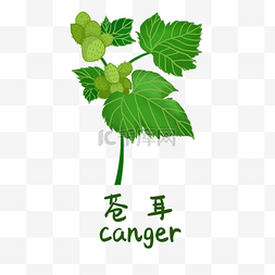 炎黄尝百草图片_手绘彩色中药苍耳装饰画