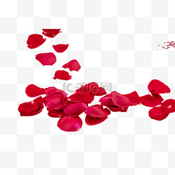 红色花瓣花朵