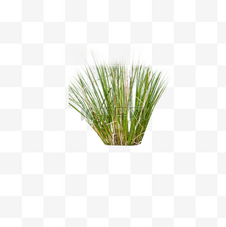 绿色植物生长元素