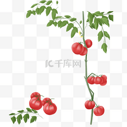 一颗长满结满果实的西红柿树