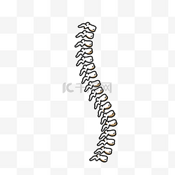 人骨骨头图片_人体器官脊椎骨