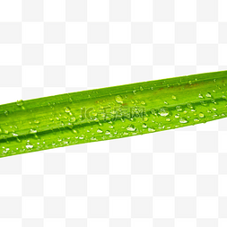 绿叶上的水珠图片_谷雨叶径上的水珠