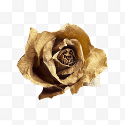 干花材料图片_一朵干花玫瑰