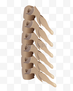 人体骨骼颈椎