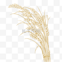 黄色麦子png图片_黄色的秋季麦子