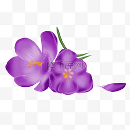 紫色花朵图片_紫色花朵