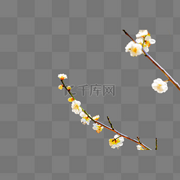 梅花花蕾和枝条