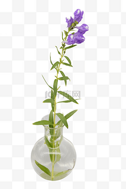 紫色黄芩鲜花
