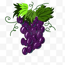 做葡萄酒紫色葡萄