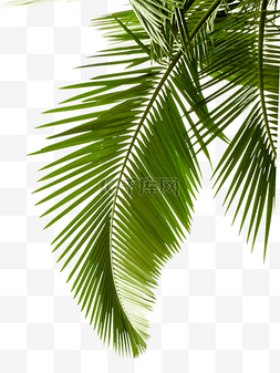椰棕树叶图片_棕树叶子