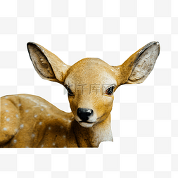 大眼睛活泼可爱的梅花鹿