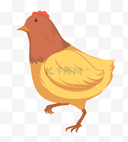 褐色大母鸡图片_一只母鸡动物