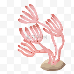 海底植物植物图片_粉色海洋植物