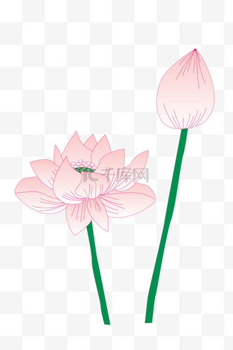 粉色荷花花苞插画