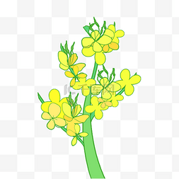春天绿色植物插画图片_黄色油菜花花枝插画