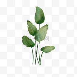 绿植植物插画图片_水彩风绿植免抠元素